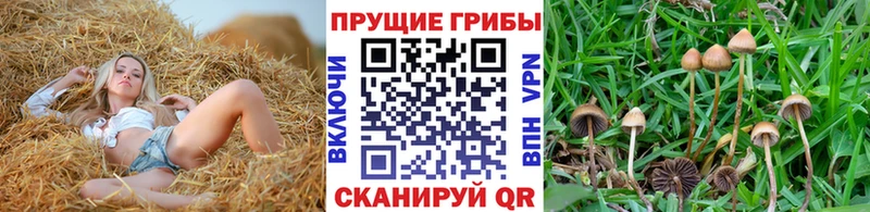 Галлюциногенные грибы Psilocybine cubensis  наркошоп  это формула  Миасс 